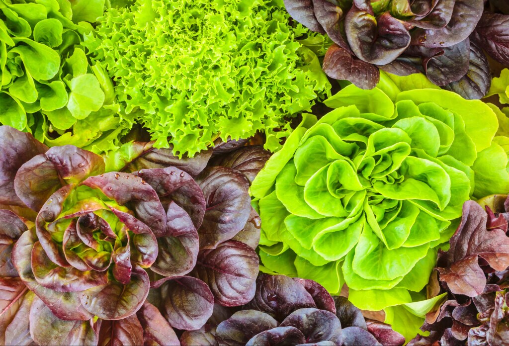 Various crops of fresh green and red lettuce