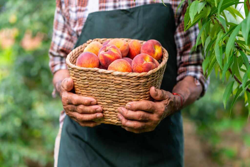 A man wearing an apron holding a bag of fresh picked peaches. 