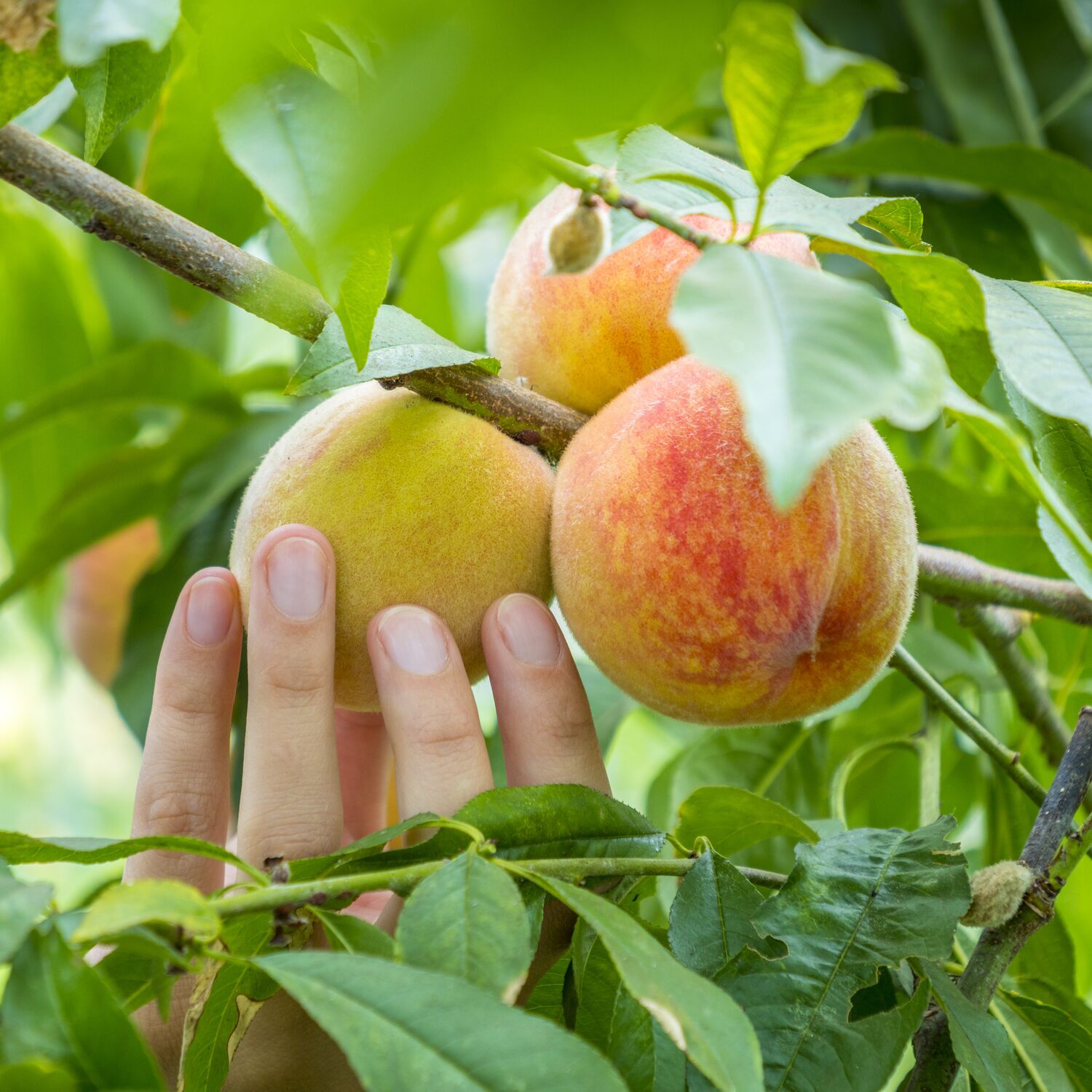 Peaches grown on tried being picked by a hand. 
