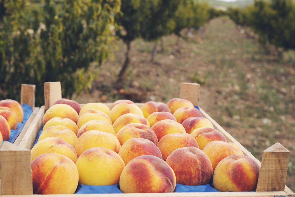 A tray of fresh and delicious peached show on display at an orchard. 