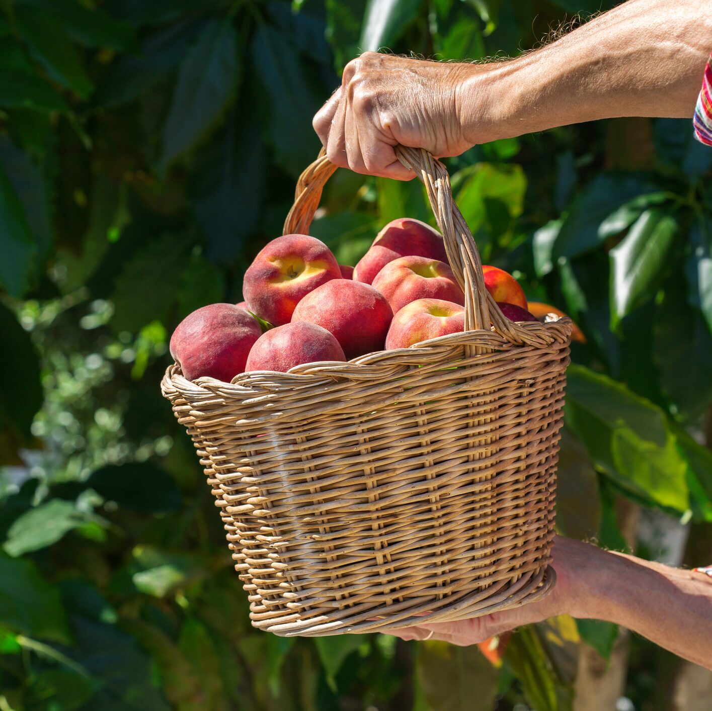 A basket full of ripe peaches bein held by a hand. 