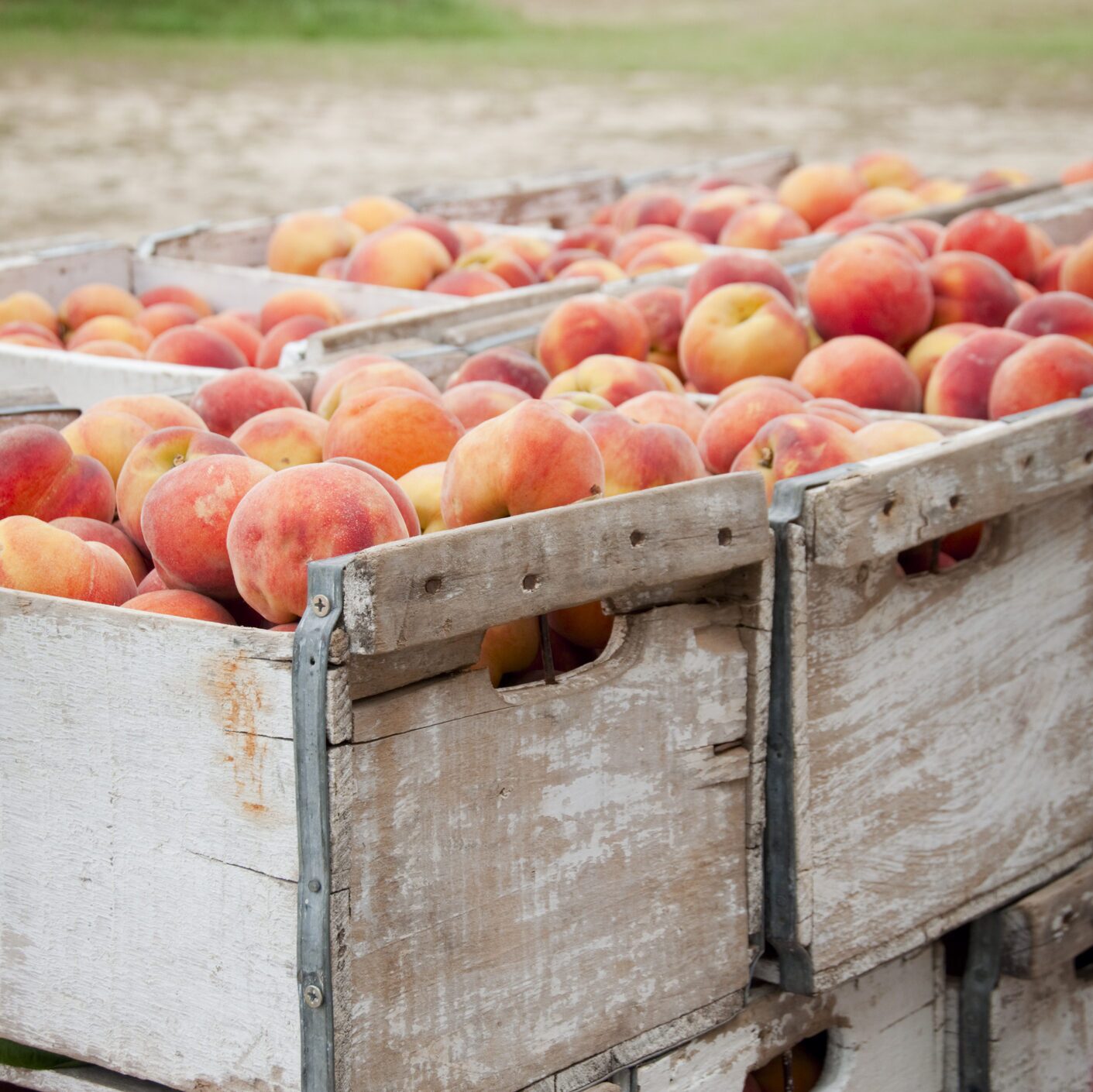Image shows 3 crates full of peaches. 