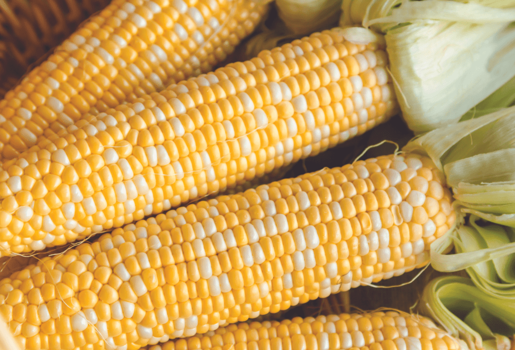 pile of fresh sweet corn cobs