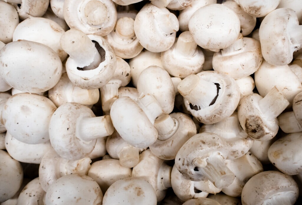 a harvest of button mushrooms