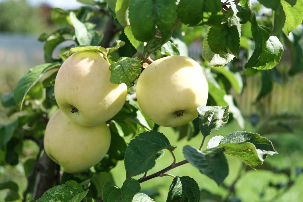 Ginger Gold Apples