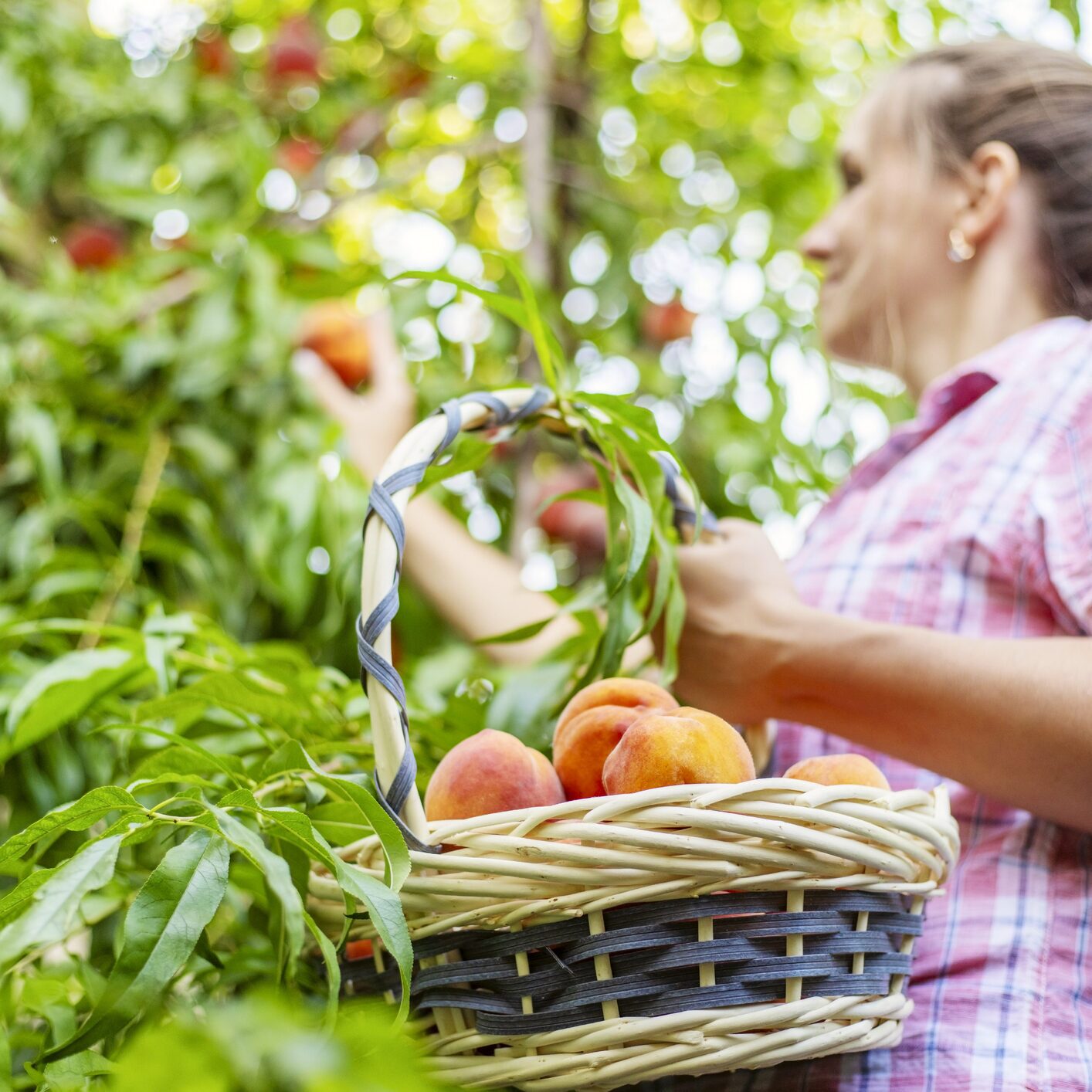 Image describes a women who is at an orchard picking peaches and placing them in a basket that she is holding. 