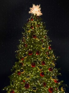 A huge Christmas tree lit up at night.