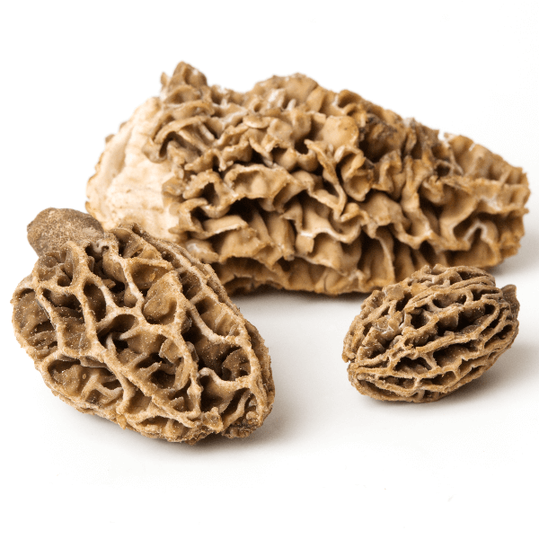 three morel mushrooms on white background.
